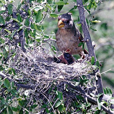 Photographs of Pyrrhuloxias and other the birds on the Arizona desert ...