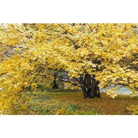 30 Boxelder Maple Seeds Box Elder Maple Tree Seeds for Planting Acer ...