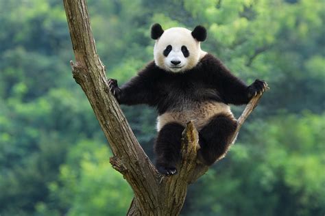 Panda HD Wallpapers, Pictures, Images