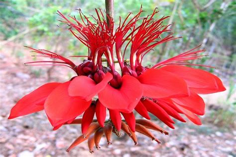 Erythrina: The National Flower of Argentine | National Flowers by Country