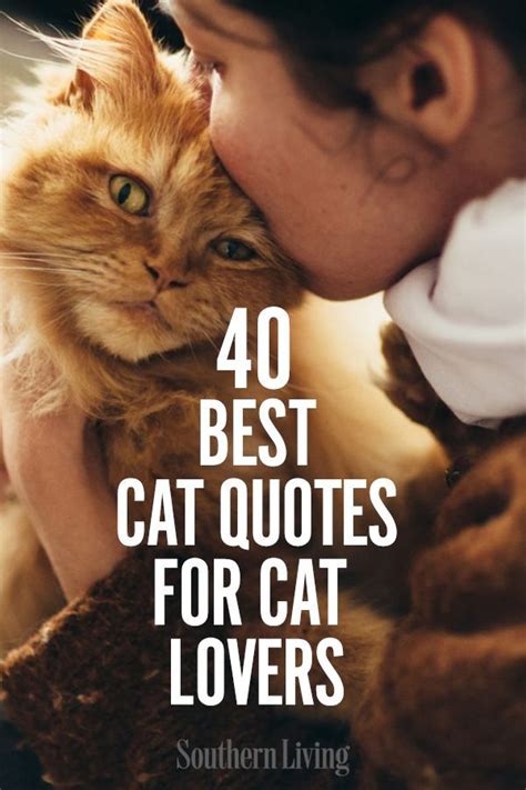 40 Best Cat Quotes For Cat Lovers | Cat love quotes, Cat quotes, Cat quotes funny