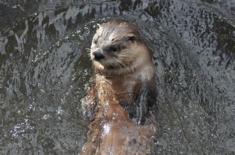 River Otter with a Cute Face in a River 11896963 Stock Photo at Vecteezy