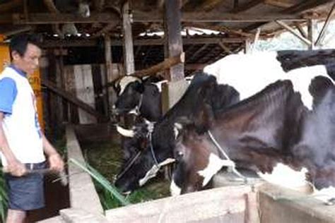 Peternakan Sapi Perah Di Jual - Tenak Sapi Blog