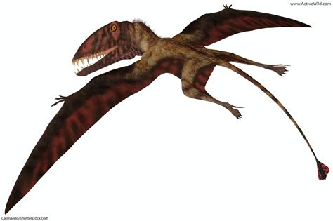 Pterosaur Facts – Amazing Flying Reptiles That Lived With Dinosaurs