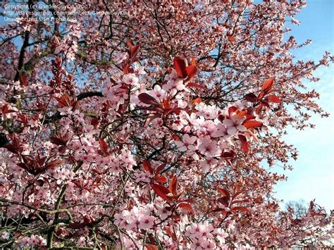 PlantFiles Pictures: Prunus, Cherry Plum, Purple Cherry Plum, Purple Leaf Plum 'Thundercloud ...