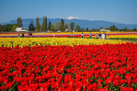 Guide to the Washington State Skagit Valley Tulip Festival | Seattle Met