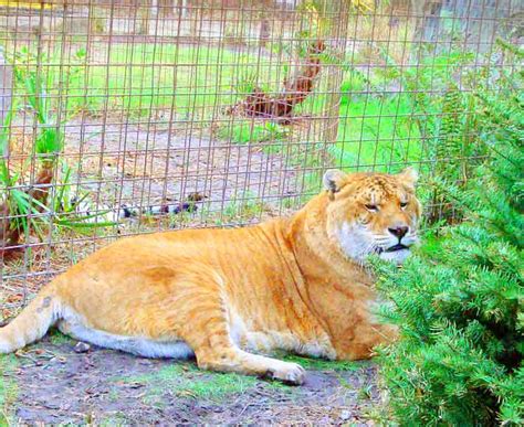 Liger at Big Cat Rescue Center, Tampa, Florida, USA | Liger Zoos