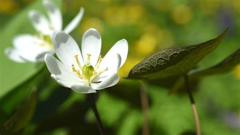 How to Plant, Grow and Care For Twinleaf Flowers