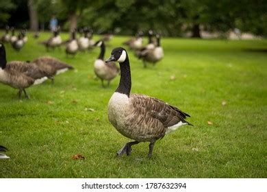 37,202 Canada goose Images, Stock Photos & Vectors | Shutterstock