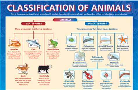 Invertebrates Phylum Chart