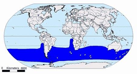 The range of albatrosses | Albatross, Giants, Chatham