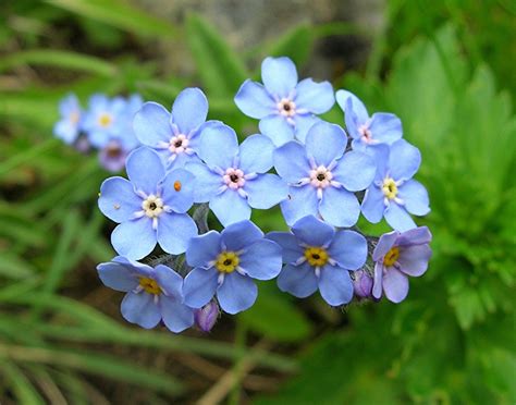 Myosotis ideal for the so-called spring, summer bouquets and ...