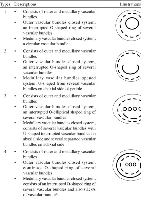 Four types of vascular bundle arrangement found in this study | Download Table