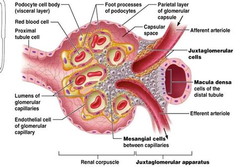 macula densa cellsa are tall, narrow cells located in the distal tubule , monitor salt content