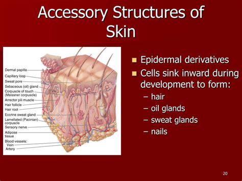 Accessory Structures Of The Integumentary System - appetitewoman