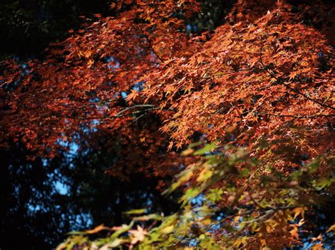 紅葉/autumn color | hiyang.on.flickr | Flickr