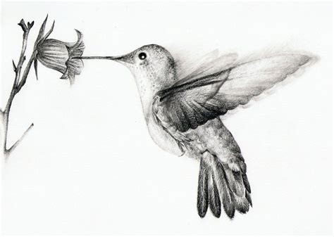 Hummingbird by chatroux | Hummingbird tattoo, Hummingbird drawing, Hummingbird sketch