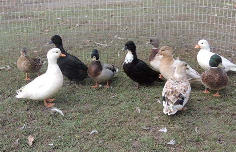 Call Ducklings | Purely Poultry | Black bird fly, Ducklings, Pet birds