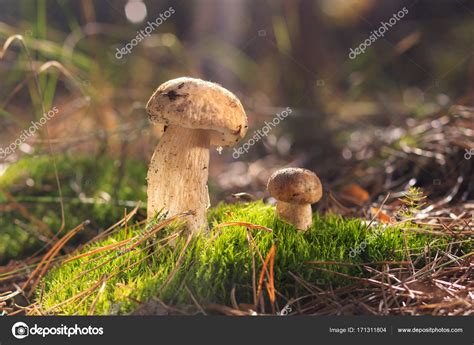 Beautiful fresh Edible Mushrooms, porcini mushrooms in the woods Stock Photo by ©scherbinator ...