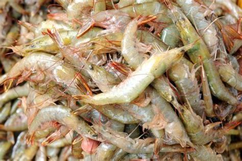 Odisha Govt to open 7 Chilika fresh outlet in Bhubaneswar for fresh seafood - Bhubaneswar Buzz