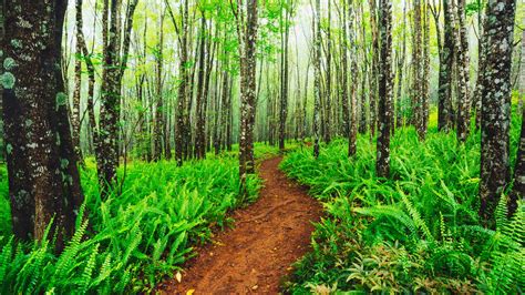 Makawao Forest Reserve, Kula, Maui, Hawaii, United States – Park Review ...