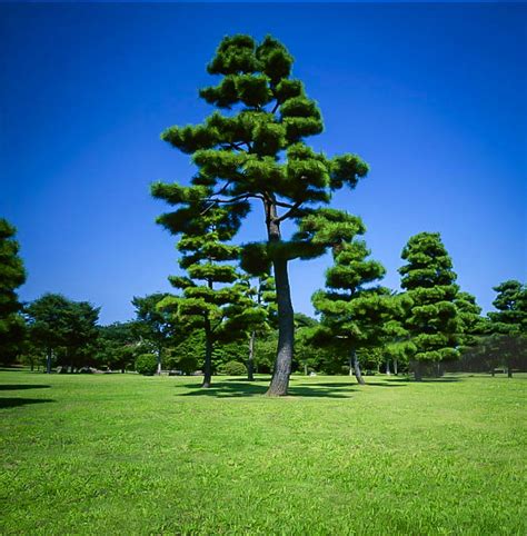 Japanese Black Pine Trees For Sale Online | The Tree Center