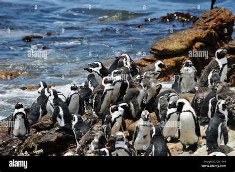 African penguin colony at Stoney Point on Betty's Bay, Western Cape, South Africa Stock Photo ...