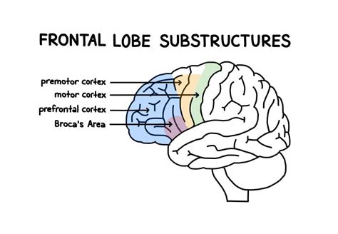 Brain Diagram Lobes