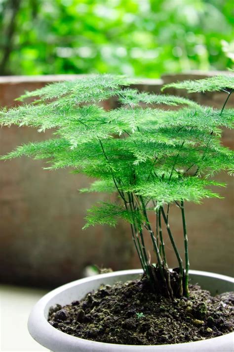 The Best Potting Soil for Asparagus Fern - RayaGarden