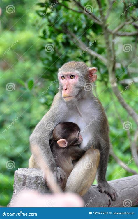 Monkey Mother Protect Baby Monkey Stock Image - Image of face, watching ...