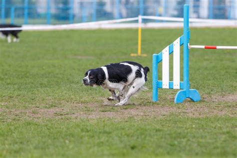 Dog Running Its Course on Dog Agility Sport Competition Stock Photo - Image of active, hurdle ...