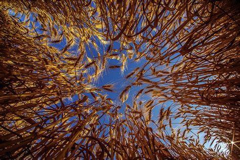 Wheat - Bugs eye view Photograph by Peter Herman - Fine Art America