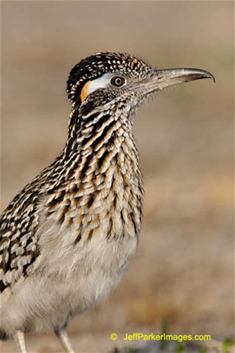 Photographing Wildlife in the South Texas Brush Country - Apogee Photo Magazine