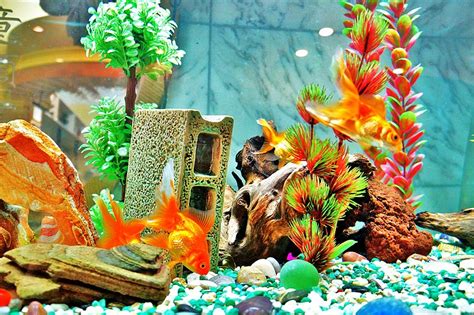 Update 73+ goldfish aquarium decoration ideas - vova.edu.vn