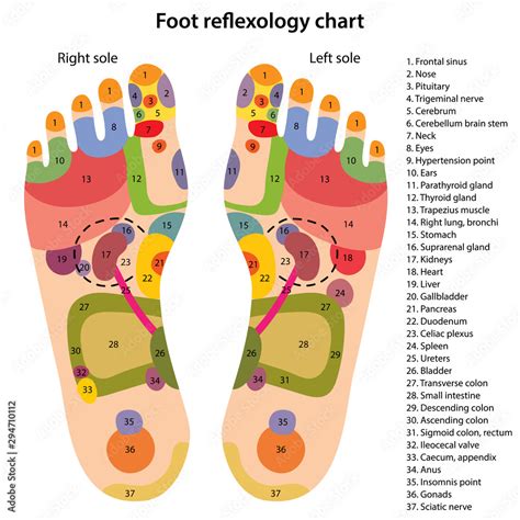 Printable Reflexology Foot Chart Showing Pressure Points Disabled | The Best Porn Website