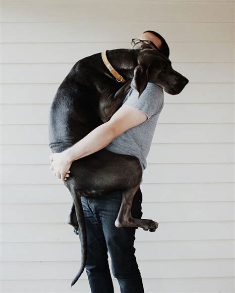 26 Dogs Hugging Their Humans | Bored Panda