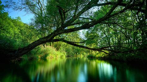 Wallpaper : 1920x1080 px, forest, green, landscape, nature, trees ...