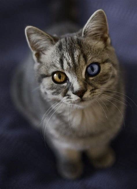 cat with heterochromia | Beautiful cats, Crazy cats, Unique cats