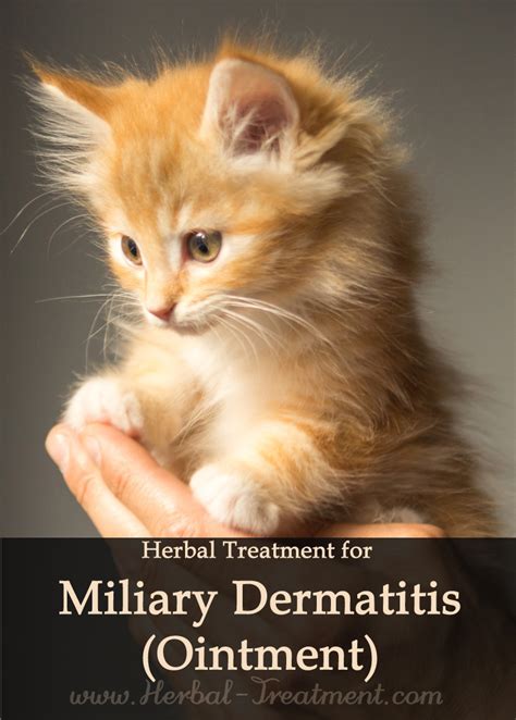 Miliary Dermatitis Ointment for Cats - Caraf Avnayt's Herbal Treatments