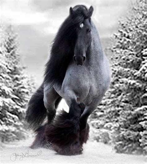 Blue Roan Draft Horse running in the snow. | Horses, Clydesdale horses