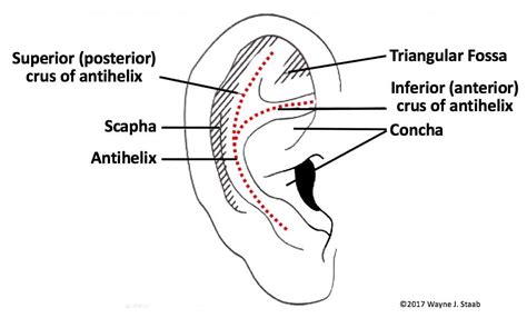 The Human Ear - Anatomy of the Outer Ear (Pinna) | Hearing Health & Technology Matters