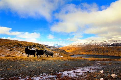 Wildlife in the Faroe Islands Stock Image - Image of farm, landscape ...