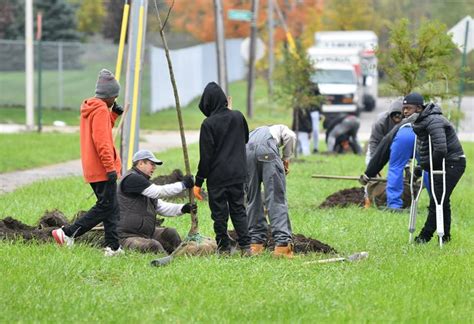 Volunteers plant trees