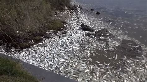 Massive fish kill along Texas coast | KABB