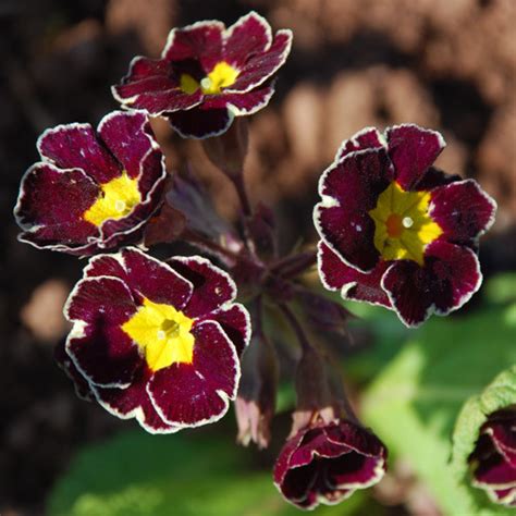 Primula Vulgaris 'Victorian Silver Lace' Seeds (30+ seeds) - Plant ...