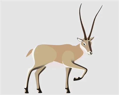 Tibetan Antelope - Facts, Diet, Habitat & Pictures on Animalia.bio