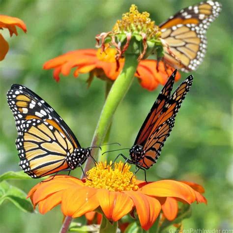 40 Beautiful Plants That Attract Monarch Butterflies to Your Garden! - GardenPathInsider