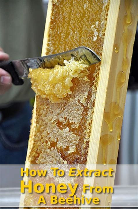 How To Extract Honey From A Beehive #homesteading: Beekeeping For ...