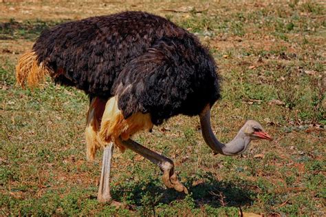 How Hard Can Ostriches Kick And Stomp | Geography Scout