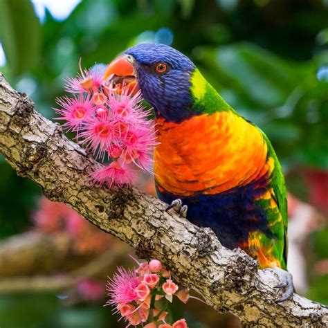 Rainbow Lory Health, Personality, Colors, Habitat and Sounds - PetGuide | PetGuide